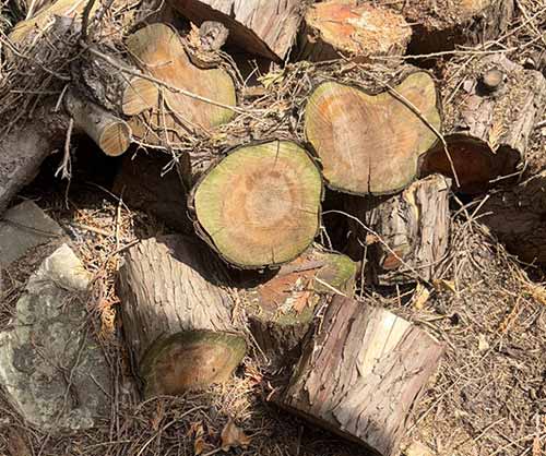 garden clearance