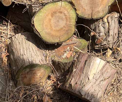 stump removal